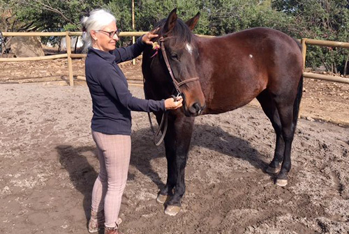 Stage de dressage au Chili